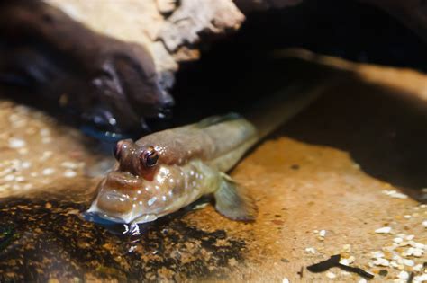 Baby Mudskipper Fish