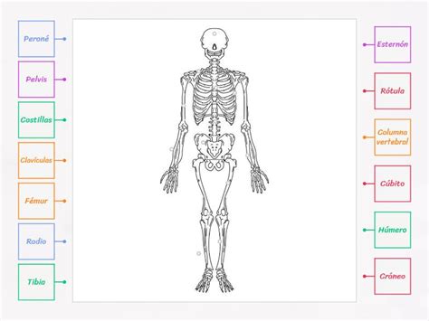 Huesos Del Cuerpo Humano Diagrama Etiquetado