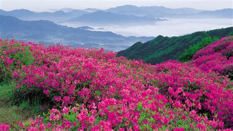 Download Wallpaper 1920x1080 Flowers Mountains Pink Slope Full Hd