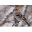 Bird Nerds  Grosbeak Seen