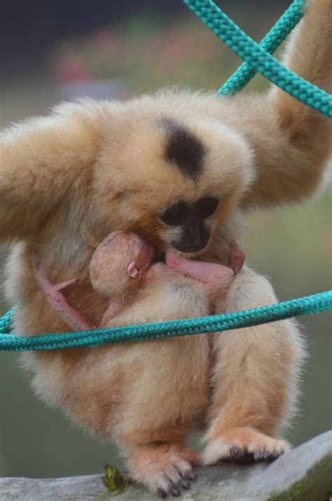 Critically Endangered Gibbon Born At Zoo Wroclaw Zooborns