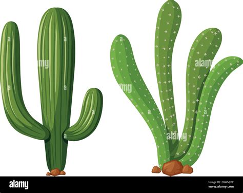 Two Types Cactus Plants Illustration Fotografías E Imágenes De Alta