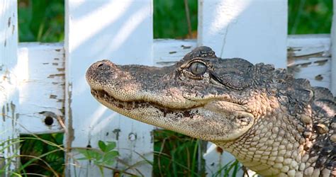 Indianapolis Alligator Woman Comes Across Alligator While Walking Her