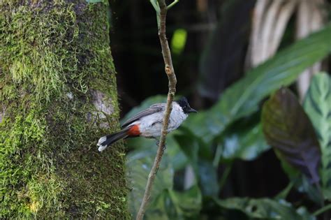 タイ北部国境地帯の探鳥記 2019年1月 3日目 ashの宝箱