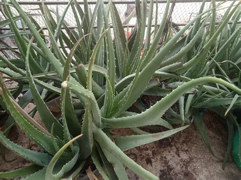 Buy Aloe Vera Plants In India At Vidyuts Corner