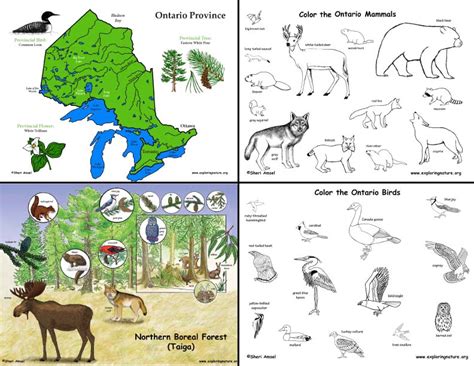 Woodland and ocean habitats animal. Canada: Ontario's Animals and Habitats: Mini-Posters ...