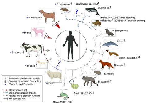 Zoonotic Potential Of The Various Brucella Species The Colors And