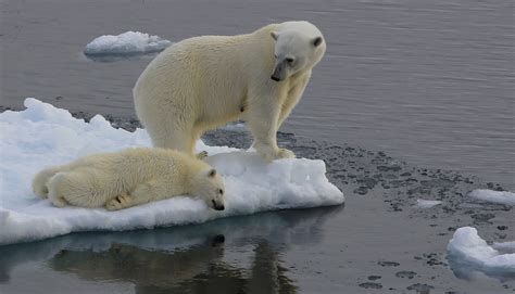 All Sizes Polar Bear Ursus Maritimus Greenland 61 Flickr