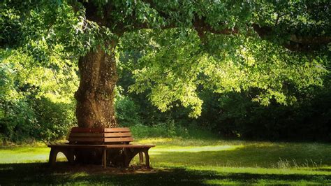 Beautiful Relaxing Music Pachelbel Forest Garden Youtube