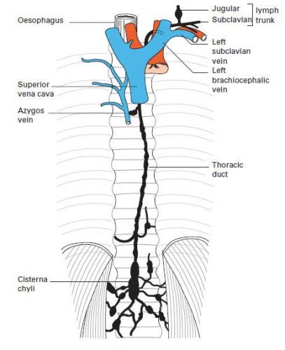 Thoracic Duct And Cisterna Chyli