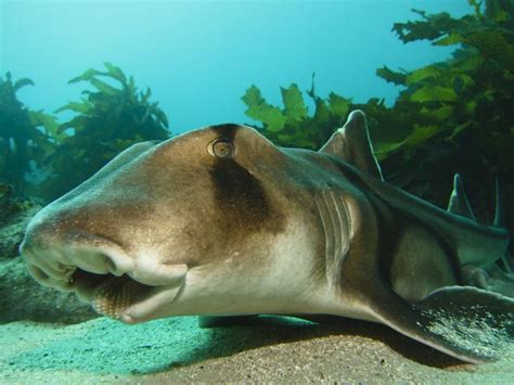 Port Jackson Shark Heterodontus Portusjacksoni Lumir Kalbac Flickr