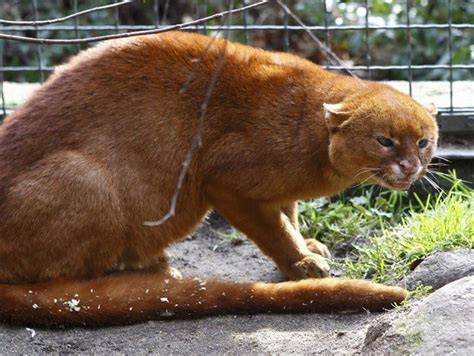 Dailypetfwd Frank The Eyra Or Jaguarundi Which Is A Type Of Wild Cat