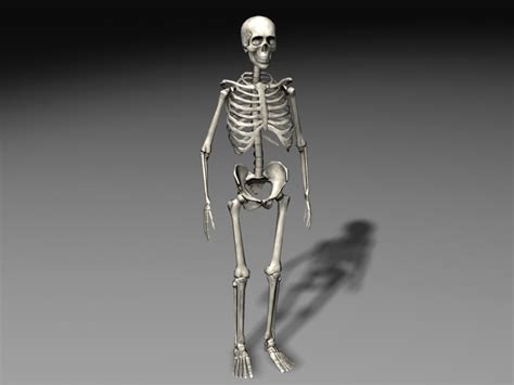 3d human skeleton model