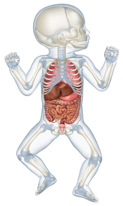 Newborn Anatomy Medical Illustration Bull Art Illustration
