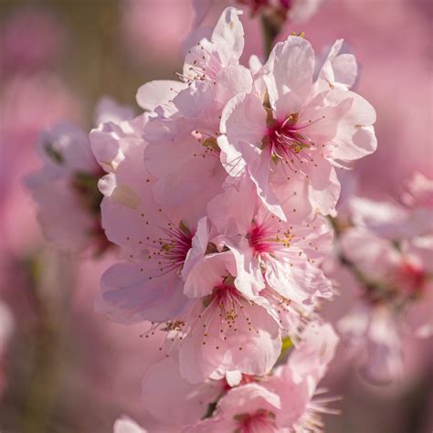 Cherry Blossom Spring Bloom Flower Free Photo On Pixabay Pixabay