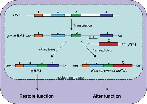 Spliceosome Mediated Rna Trans Splicing Molecular Therapy