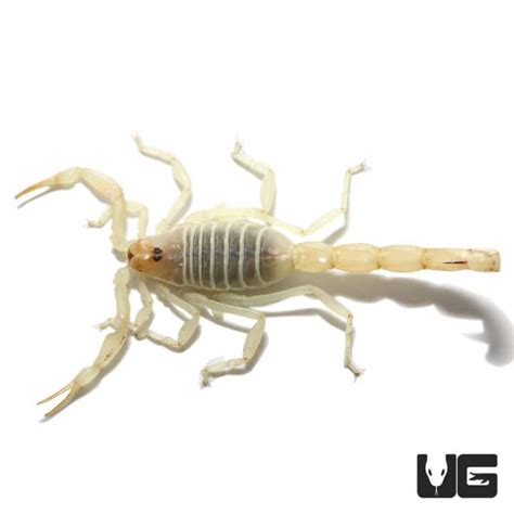 Egyptian Green Scorpion Buthacus Leptochelys For Sale Underground