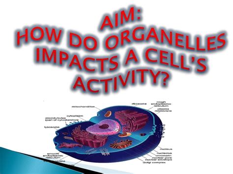 Ppt Aim How Do Organelles Impacts A Cells Activity Powerpoint