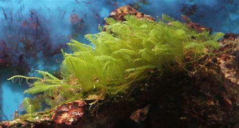 Saltwater Algae Wallpapers Gallery