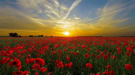 1920x1080 Red Poppies Summer Nature Sunset Sky Field Landscape