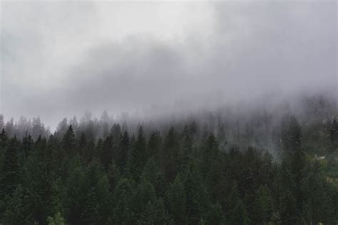 1284x2778px Free Download Hd Wallpaper Trees Pines Clouds Fog