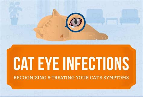Cat Eye Infection Recognize The Signs Canna Pet