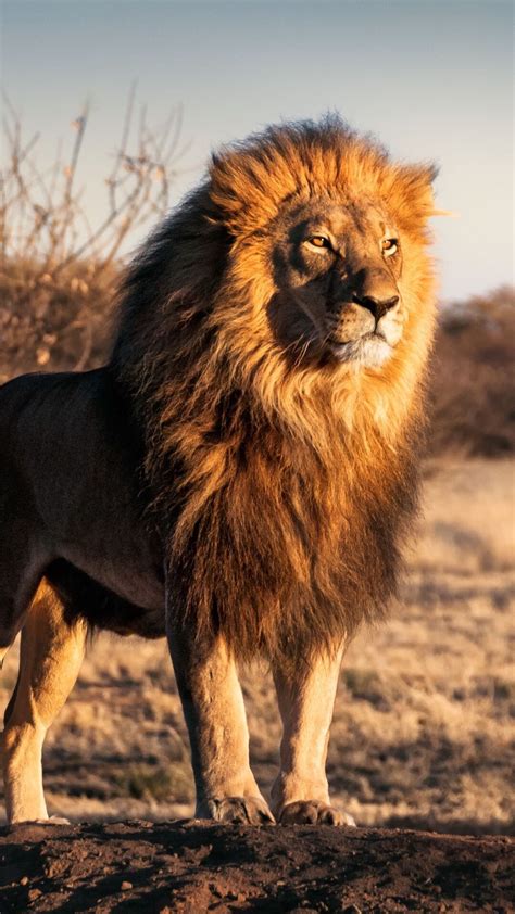 Big Lion Lions Photos Animal Photography Wild Animals Photography