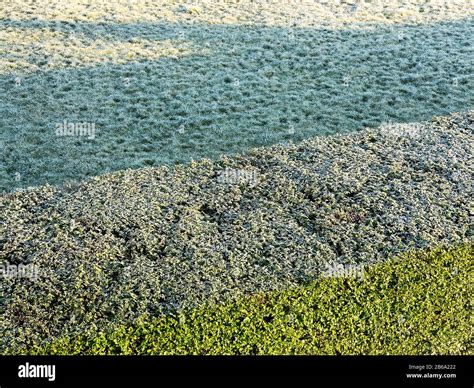 An Abstract View Of Nature In The Garden In Winter Frosted Lawn And
