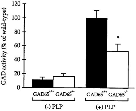 Loss Of Gad65 Affects Apo But Not Holo Gad Enzyme Activity Gad Enzyme