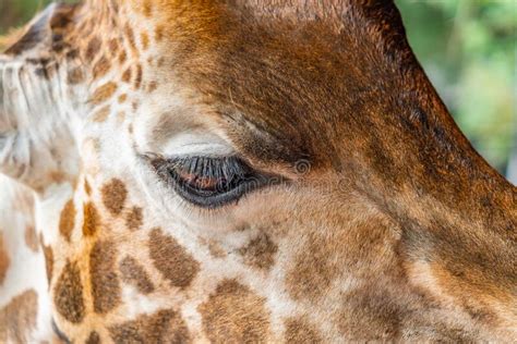 Close Up From A Giraffe With Head Eyes Stock Image Image Of Green