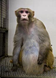 Monkeys Fattened Up To Study Human Obesity Nytimes Com