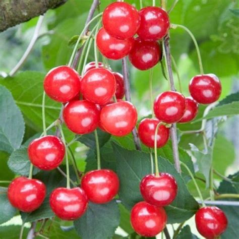 Cherry Tree Morello Cherry Tree Cherry Fruit Tree Fruit Trees