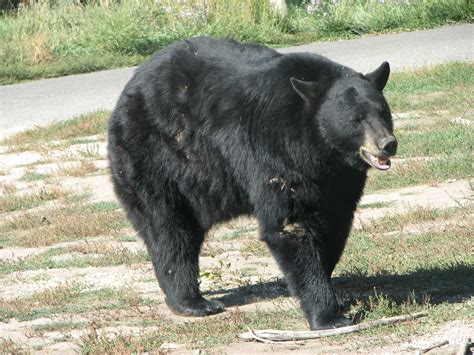 Fileamerican Black Bear Wikimedia Commons