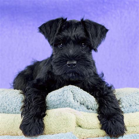 Miniature Schnauzer Puppy Photograph By John Daniels Pixels