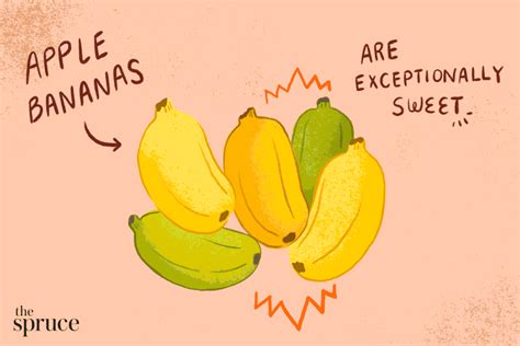 A Guide To 6 Different Types Of Bananas