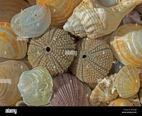 Different Shells From The Sea Stock Photo Alamy