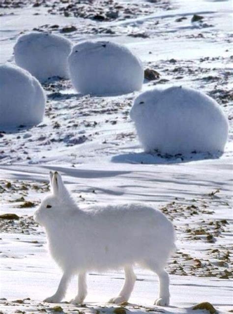 Snow Bunny Cute Animals Animals Wild Arctic Hare