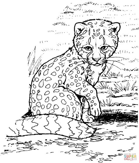 Baby Cheetah Coloring Page Free Printable Coloring Pages
