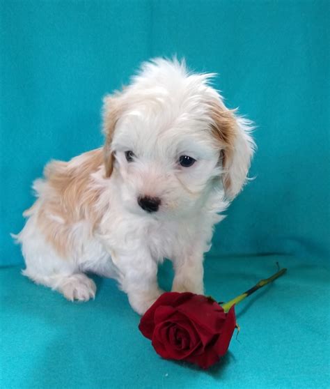 Beautiful litter of cavapoo puppies available from doshia and red. Cavapoo Puppies Sale | Birch Run, MI #8374 | Hoobly.US