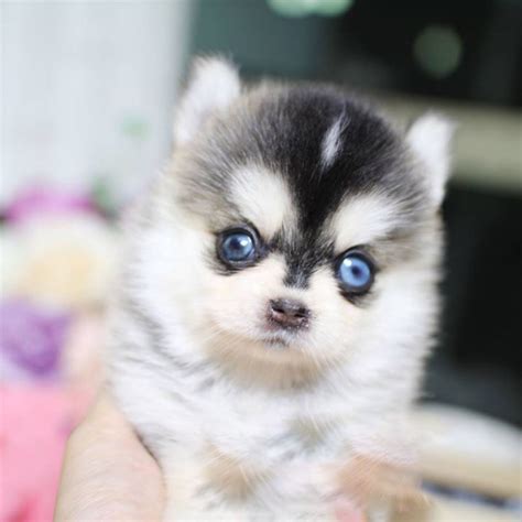 You can do your research on the pomeranian mix breed by reading our dog breed profile on the. Aurora Teacup Pomsky - MICROTEACUPS - Tiny Teacup Pups