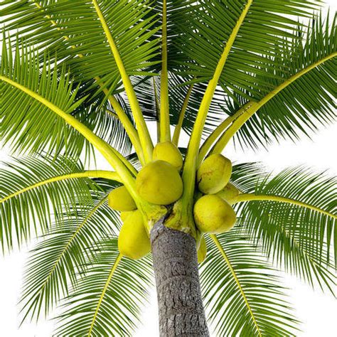 Nariyal Coconut Tree Golden Hybrid Plant The Natural Plants
