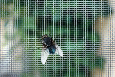 Fill these small bags about halfway with your vodka and then zip the bag until it is almost completely shut, leaving just a little opening at the end. 7 Effective Ways to Get Rid of Flies on a Patio - My ...