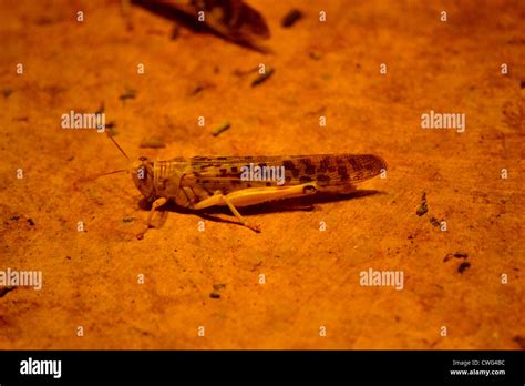 Desert Locust Stock Photo Alamy