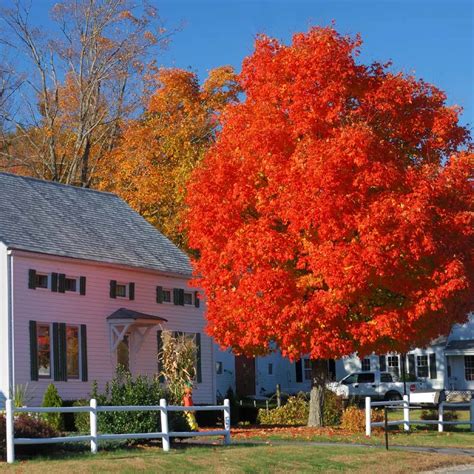 Autumn Blaze Red Maple Tree Fast Growing Trees Red Maple Tree