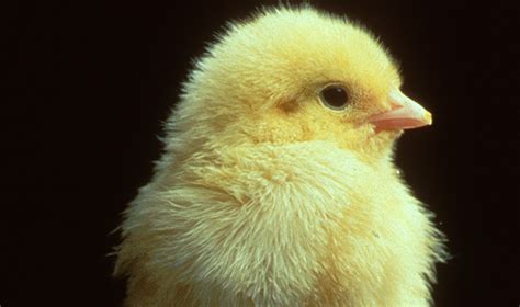 New Technology To Stop Male Chick Culling Set To Launch