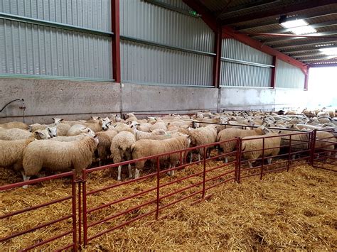 2017 Ram Shearing Finished Logie Durno Farm