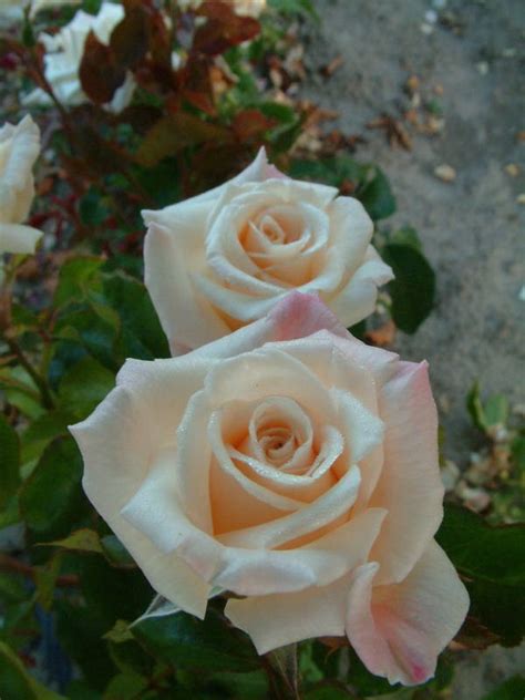 Champagne Hybrid Teas Old Garden Roses Rose Catalog Tasman Bay