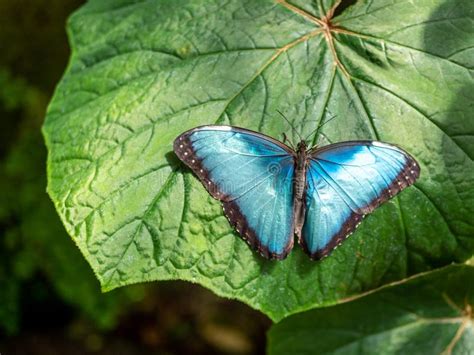 Mariposa Morfo Azul Sobre Una Hoja Imagen De Archivo Imagen De Alas