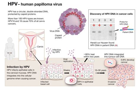 Hpv Vaccination And Cervical Cancer A Global Picture Figo
