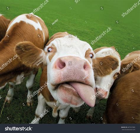 Funny Cow Sticking Out Tongue Foto Stock Editar Agora 687527089